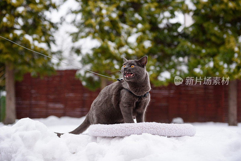 雪猫