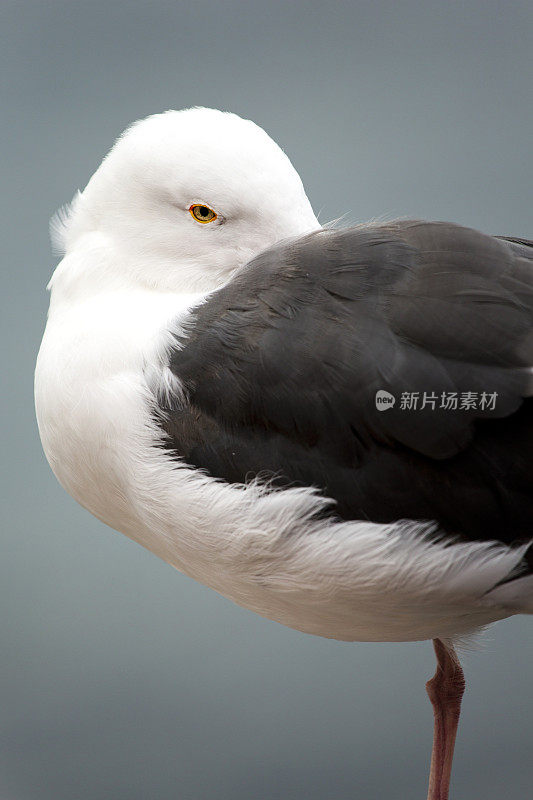 海鸥休息