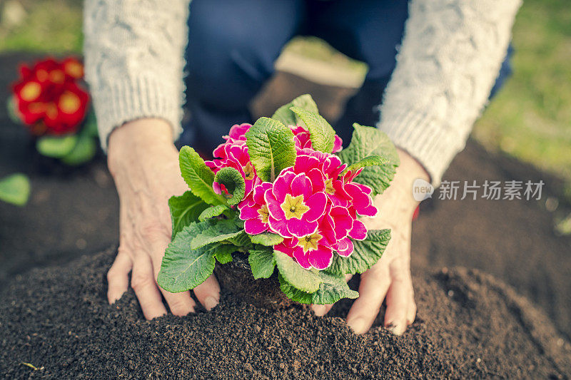 在后院种花的女人