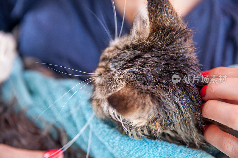 女宠物主人抚摸纯种西伯利亚猫