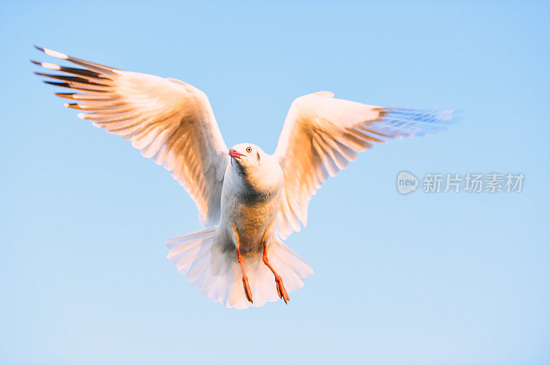 缅甸茵莱湖碧空中飞翔的海鸥