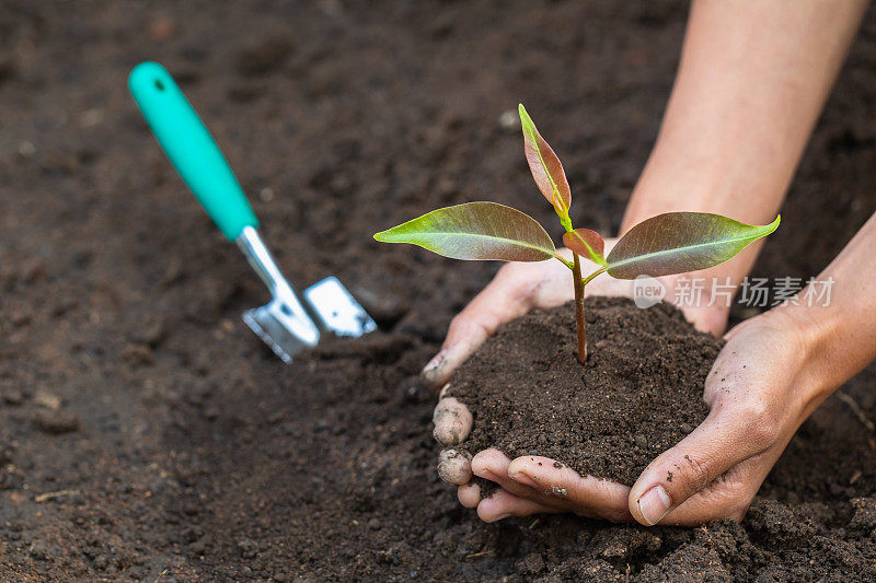牵手呵护一株绿色幼苗，自然呵护理念与世界保护，减少全球变暖。世界环境日。