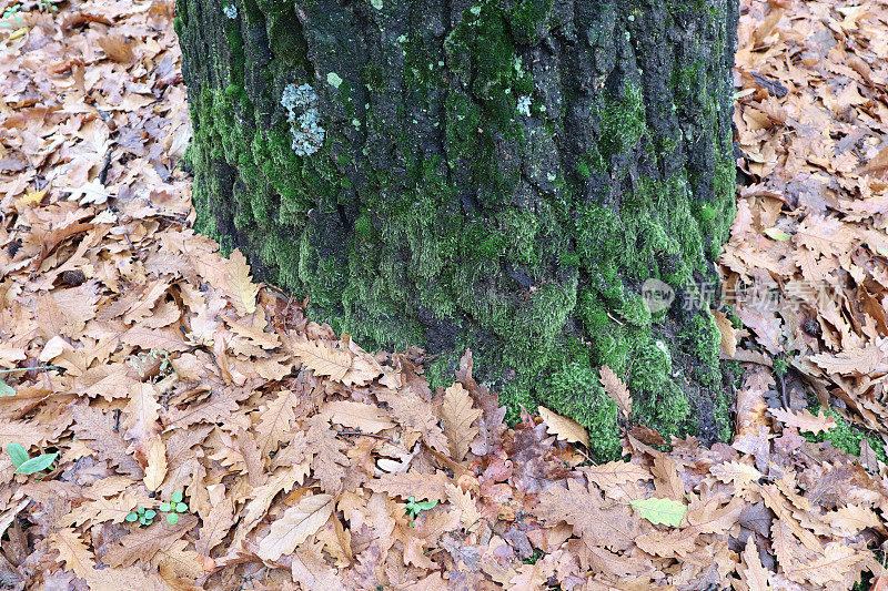 秋天的树林里树干长满了青苔