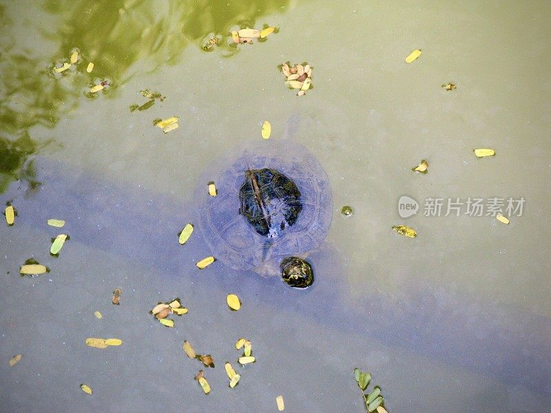 在水中游泳的亚洲淡水龟