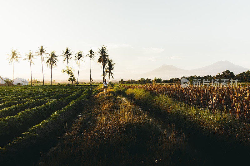 在印度尼西亚爪哇岛，一个女人在看火山和棕榈树的田野上遇见美丽的日落
