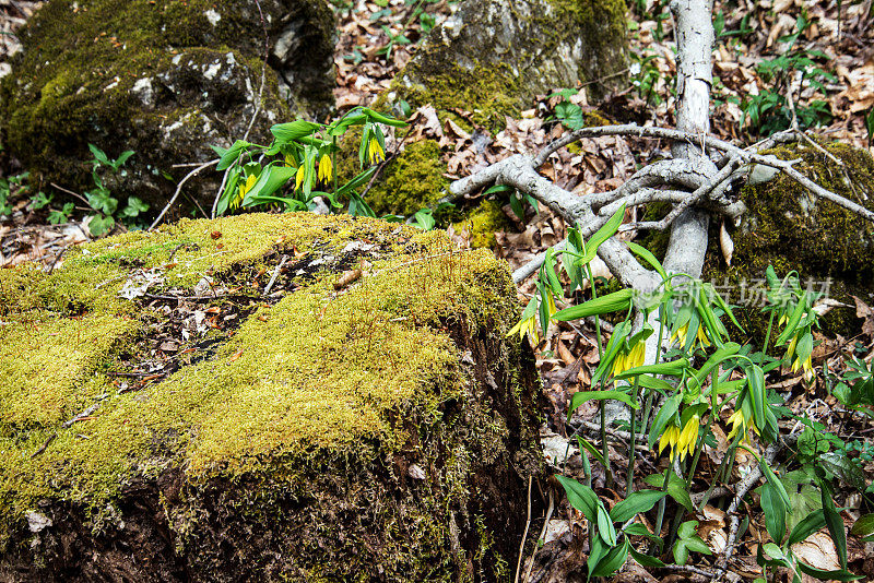 初春野花和青苔树桩