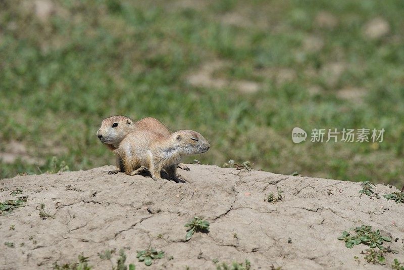 小草原土拨鼠警惕