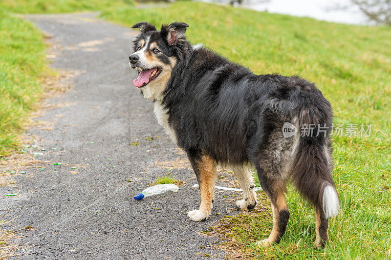 边境牧羊犬站在乡下