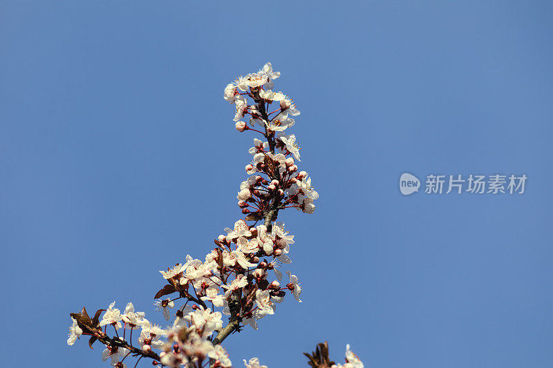 雪白的樱花盛开在冬天