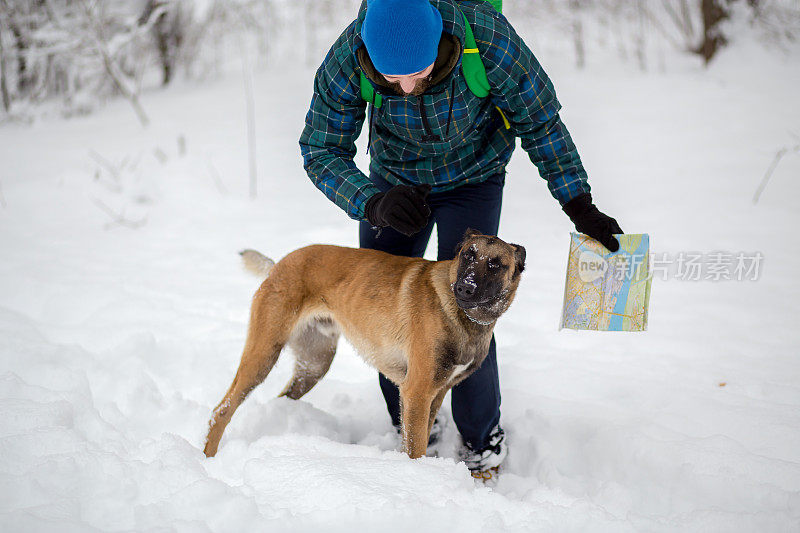 比利时牧羊犬马利诺犬在雪中与一名男子玩耍