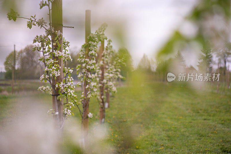 梨树开花