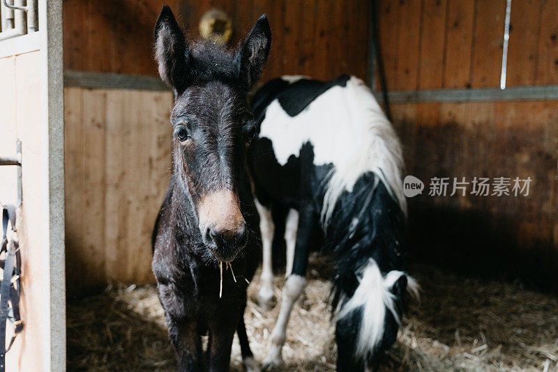 小马驹和妈妈在马厩里