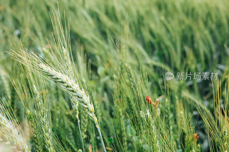 田野里有绿色的麦穗