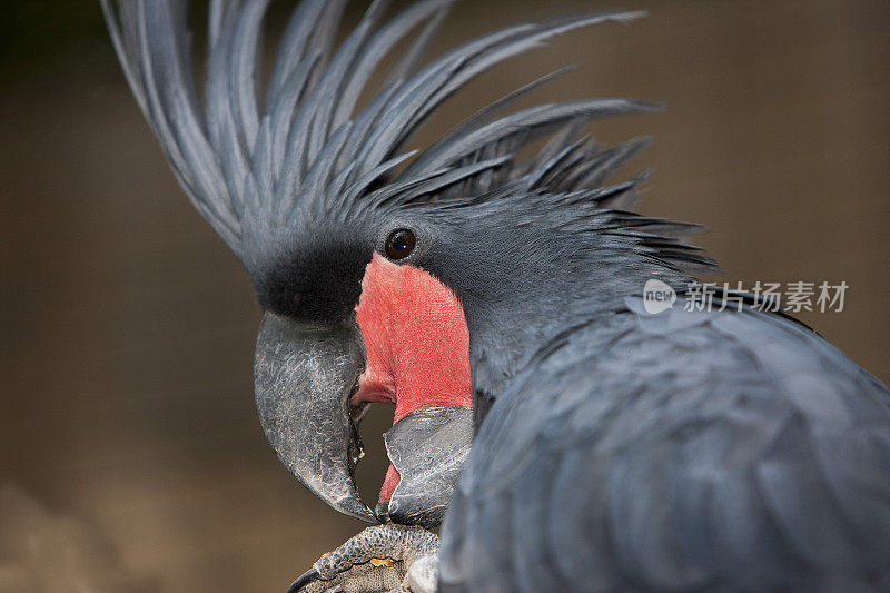 棕榈凤头鹦鹉，长鼻鹰，成体肖像，头部特写，冠状突起