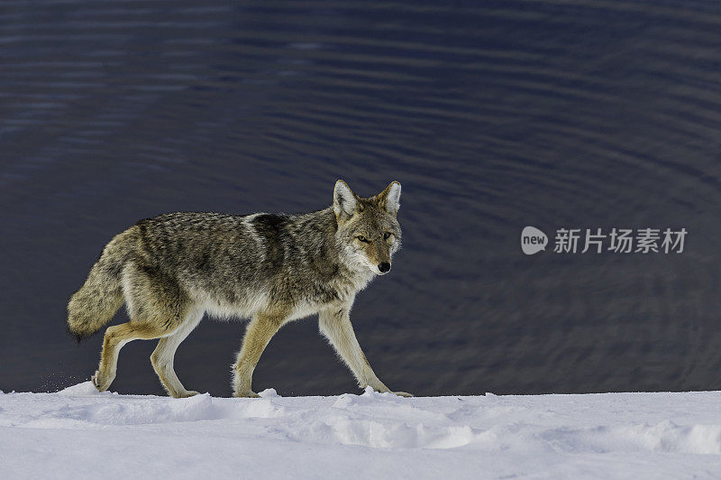 野狼，大犬，在黄石国家公园的雪地里，WY