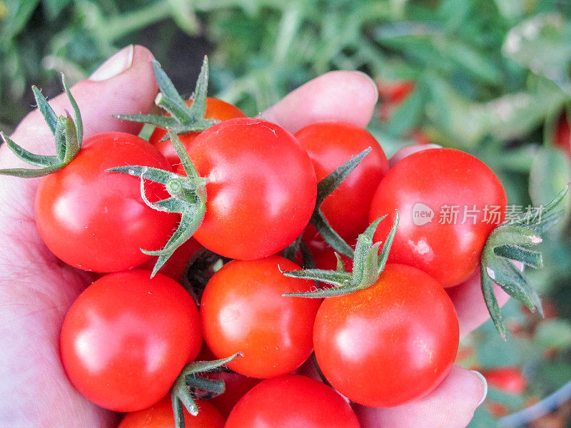 藤蔓成熟的红番茄生长在后院的菜园，以确保粮食安全