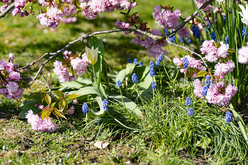 葡萄风信子和樱花在英国的花园