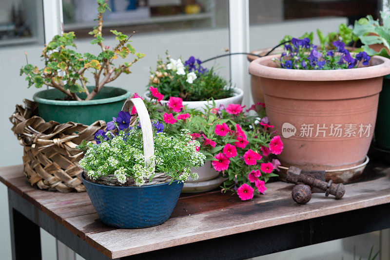 家庭庭院花园桌上的盆栽植物