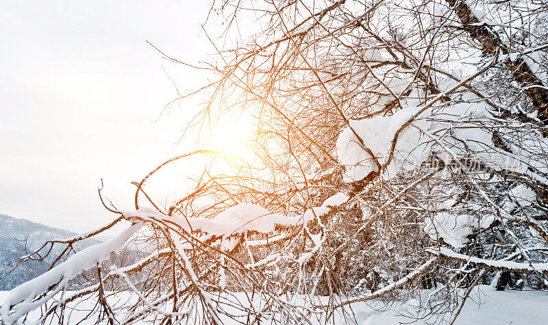 树枝上覆盖着雪