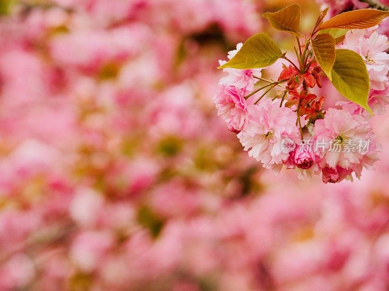 亮粉色樱花