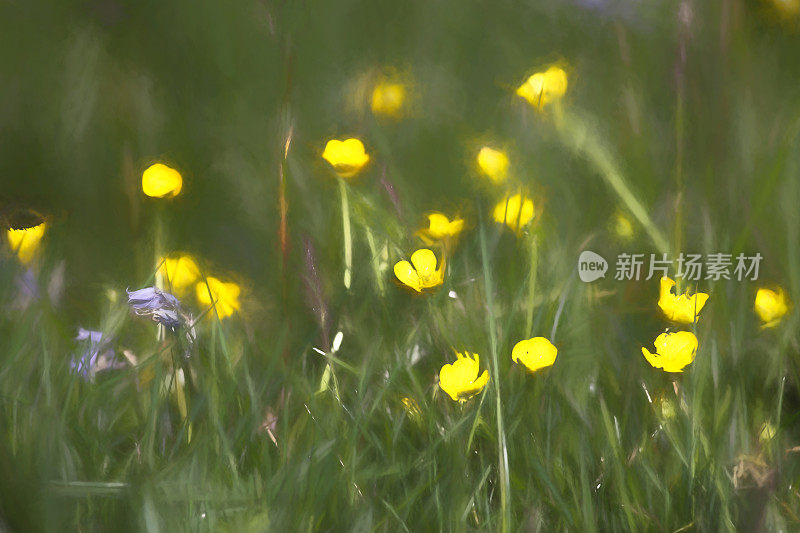 具有绘画效果的鲜黄色草甸毛茛花