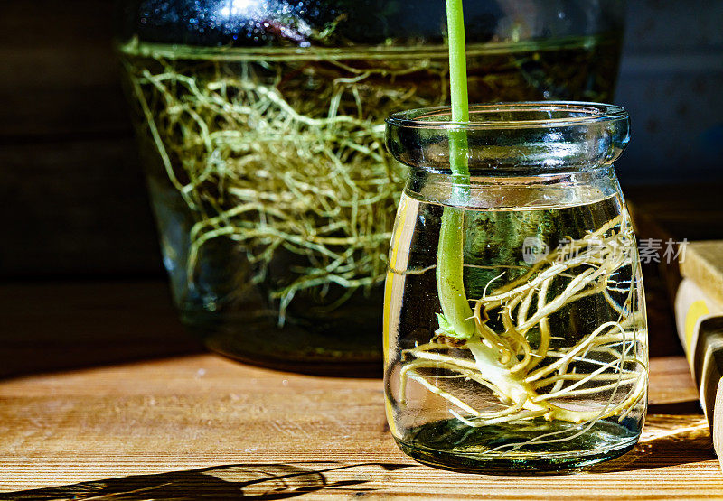 绿芽。植物播种和生长的步骤。绿色豆芽。花瓶内的绿叶植物