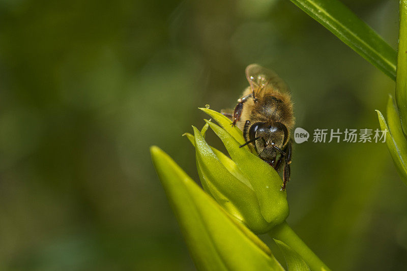 正在吸食夹竹桃花蜜的蜜蜂