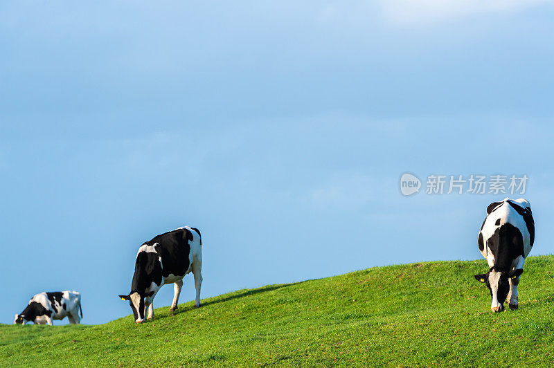 傍晚时分，三只黑白色的荷斯坦奶牛在苏格兰田野的一座小山上吃草