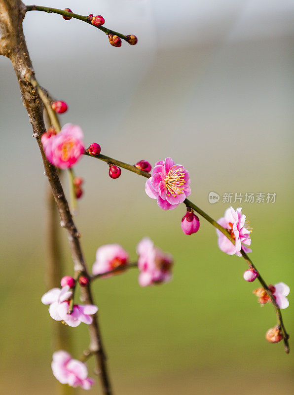 粉红梅花!