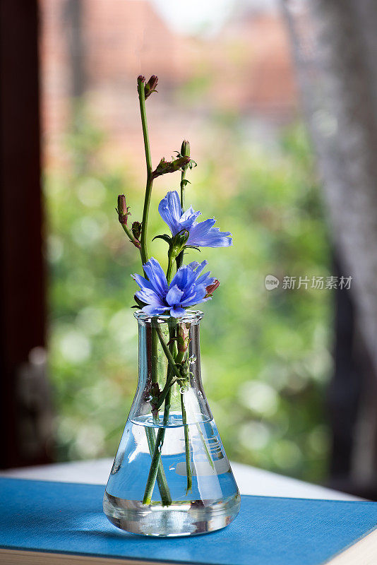 窗边花瓶里的蓝色菊苣花