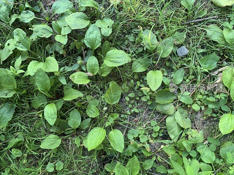 杂草多的草地面积