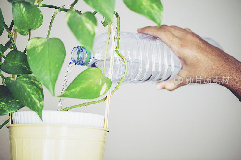 室内植物浇水