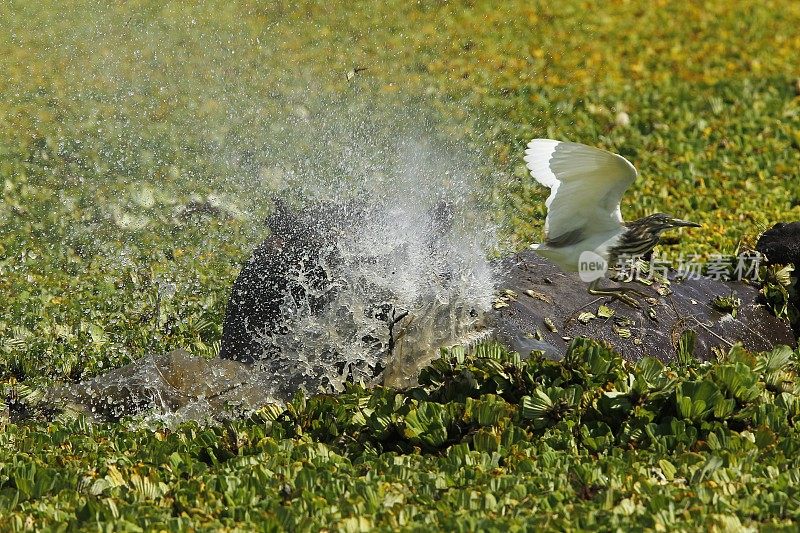 河马，两栖河马，成年站在充满水莴苣的沼泽，肯尼亚马赛马拉公园