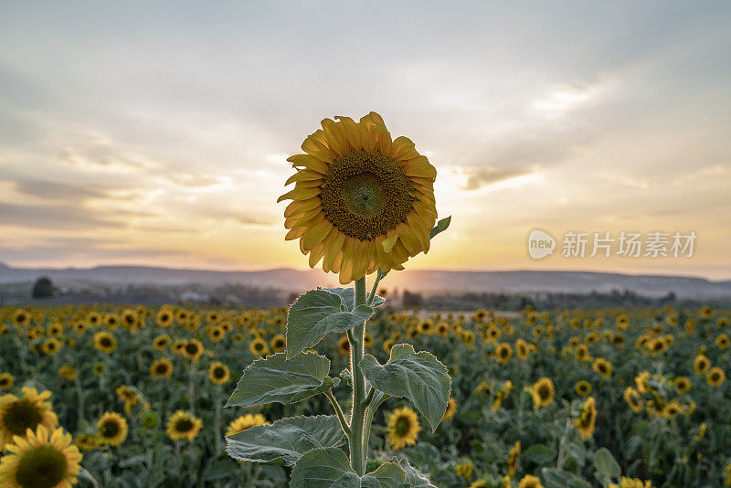 夕阳下的向日葵田