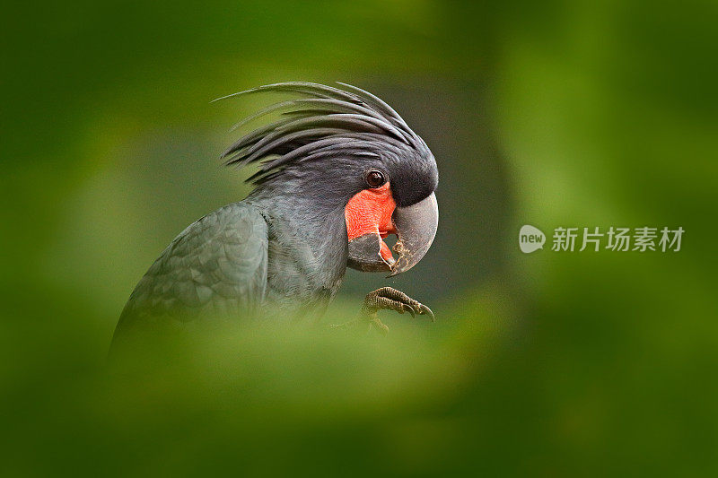 细节肖像的鹦鹉深色，绿色的森林栖息地。棕榈凤头鹦鹉，长鼻鹰，喙上有爪子，新几内亚。大灰鸟的头。来自新几内亚的野生动物场景。