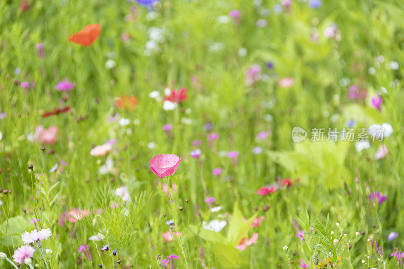 长满野花的草地