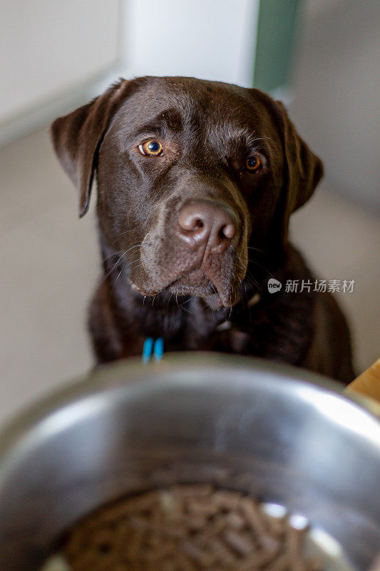 巧克力拉布拉多寻回犬1岁在家等待食物