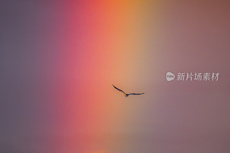 鹰飞过彩虹