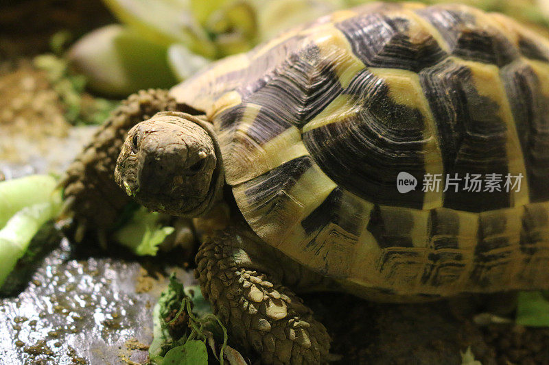 饥饿的小宝贝赫尔曼龟的饮食，龟的食物，喂食和吃新鲜的叶子沙拉蒲公英，紫罗兰和薄荷，作为健康的宠物龟的饮食指导和照顾