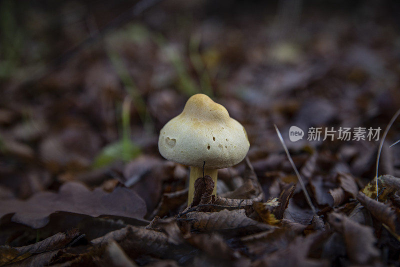 森林中的小蘑菇-大自然的果实