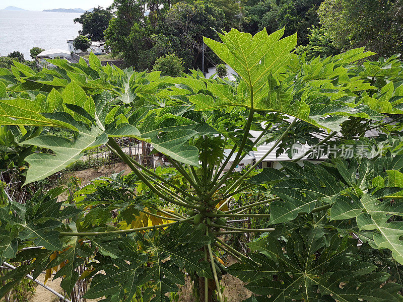 位于香港南丫岛的热带植物