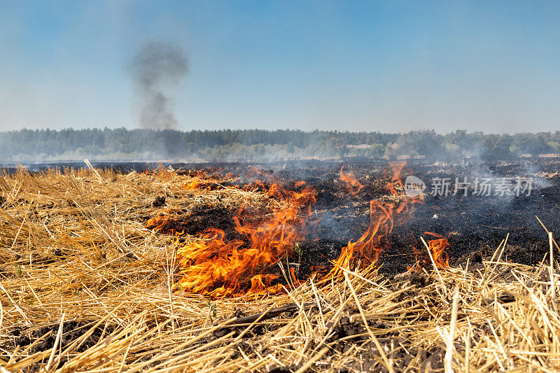 森林附近的麦田在收割后发生的野火。由于干旱气候变化，炎热天气和环境污染，燃烧干草甸。用天然灰分肥料使土壤肥沃