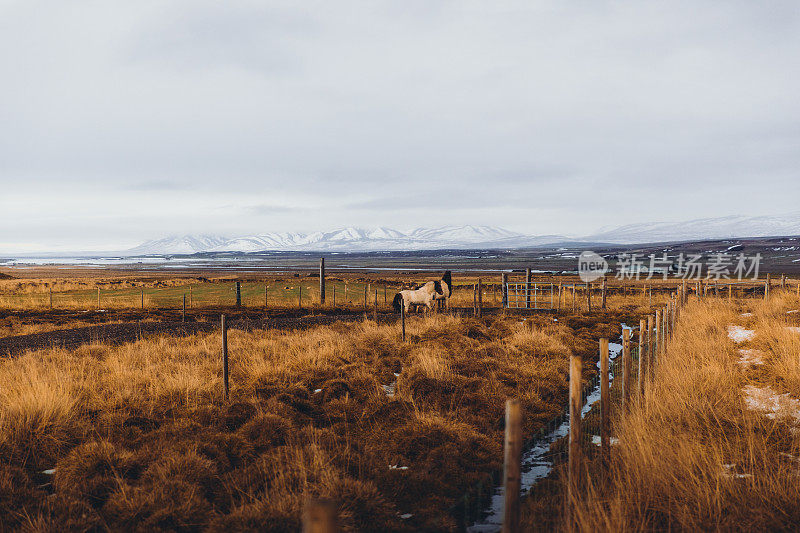 冰岛马在草地上吃草的风景在金色日落的山的观点