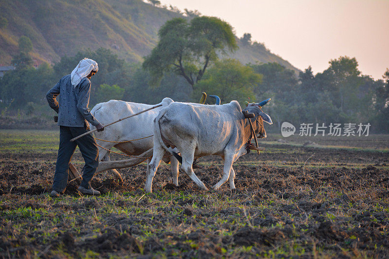 身份不明的印度农民在他的农场和公牛一起工作。