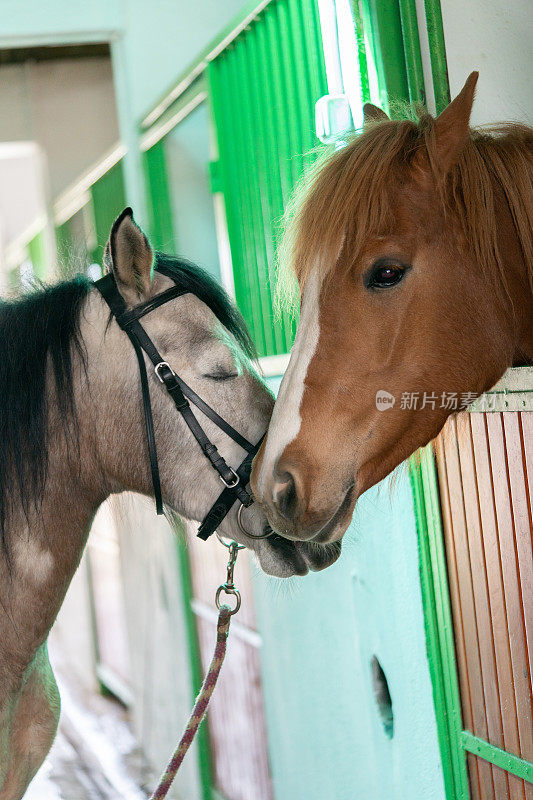 两匹马之间的友谊