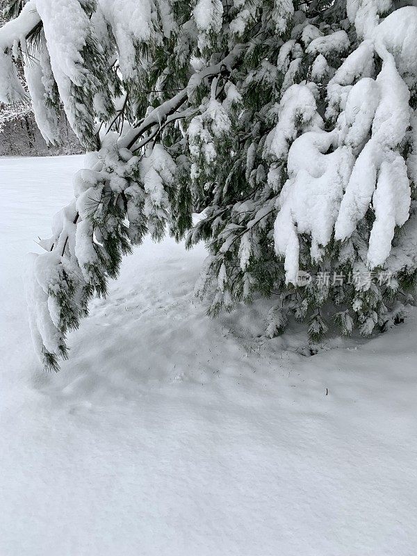 清晨雪后的白松