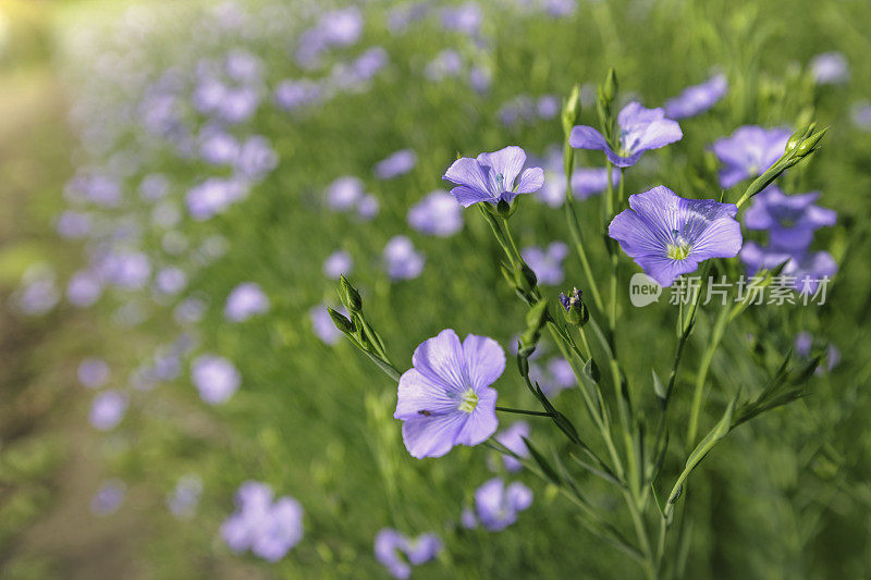 亚麻花盛开