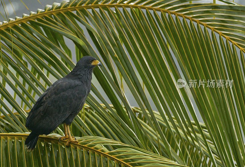 哥斯达黎加奥萨半岛科尔科瓦多国家公园的野生黑鹰