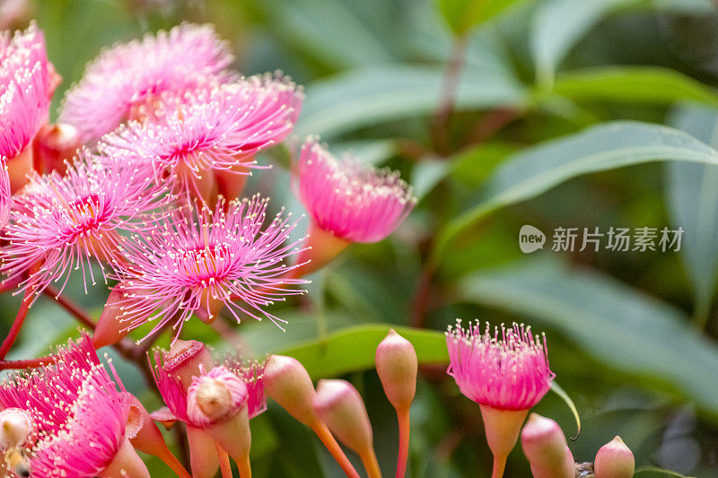 粉红色的树胶花，背景与复制空间