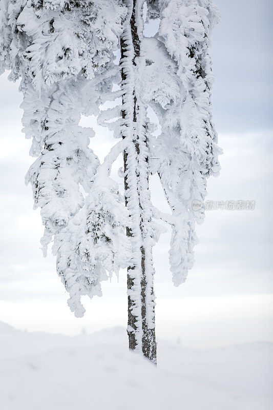 一片空地上的一棵冰冻的树